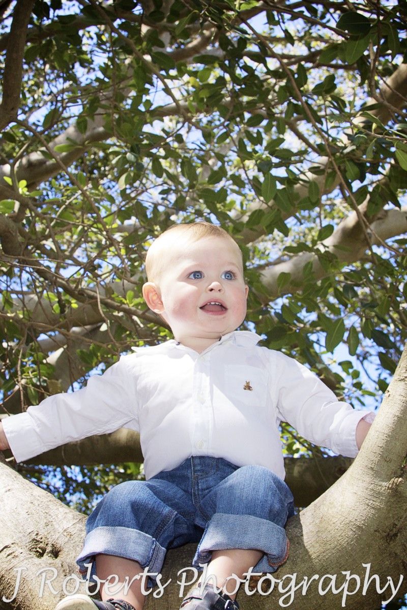 Little boy sitting in a tree - family portrait photography sydney